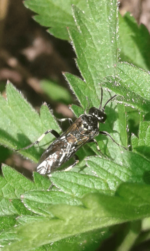 Tenthredinidae : Macrophya sp. (M. albicincta o M. alboannulata)